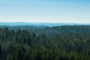 Finlandiya 'nın başkenti Repovesi' de orman manzarası