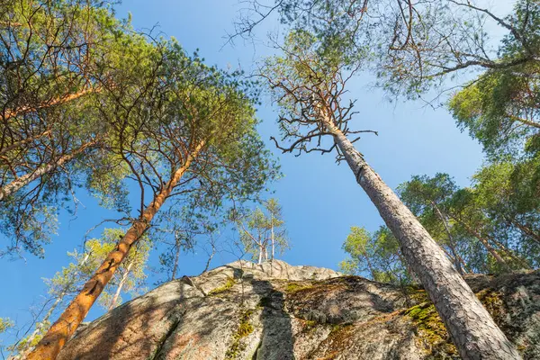 Високі Скелі Сосни Національному Парку Реподвеші Фінляндія — стокове фото