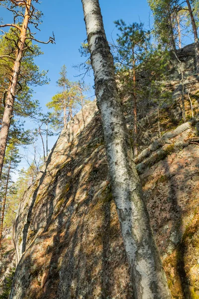 Roca Alta Árboles Parque Nacional Repovesi Finlandia — Foto de Stock