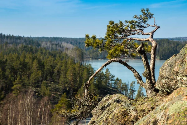Beautiful Landscape Small Pine Rock Ice Lake National Park Repovesi — стоковое фото