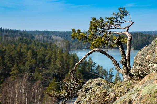 Paisagem Bonita Com Pinho Pequeno Rocha Lago Gelado Parque Nacional — Fotografia de Stock