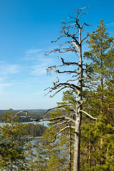 Bela Paisagem Com Lago Gelado Parque Nacional Repovesi Finlândia — Fotografia de Stock