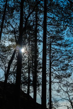 Finlandiya 'nın başkenti Repovesi' de yüksek kaya ve çam gölgeleri,