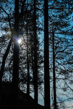 Finlandiya 'nın başkenti Repovesi' de yüksek kaya ve çam gölgeleri,