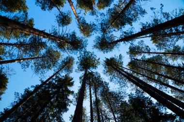 Finlandiya 'nın başkenti Repovesi' de mavi gökyüzüne karşı çam siluetleri,