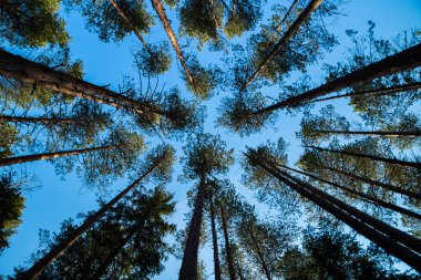 Finlandiya 'nın başkenti Repovesi' de mavi gökyüzüne karşı çam siluetleri,