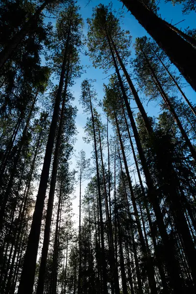 Сосні Силуети Проти Блакитного Неба Національному Парку Реподвеші Фінляндія — стокове фото