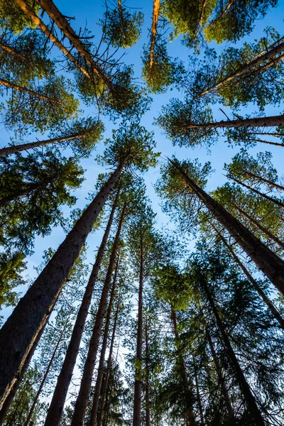 Siluetas Pino Contra Cielo Azul Parque Nacional Repovesi Finlandia — Foto de Stock