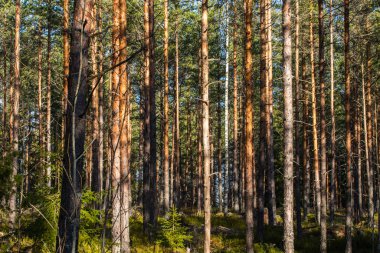 Finlandiya 'da Şubat ayı ılık çam ormanları,