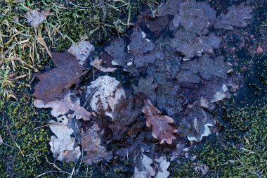 Baharda donmuş bir su birikintisinde meşe yaprakları.