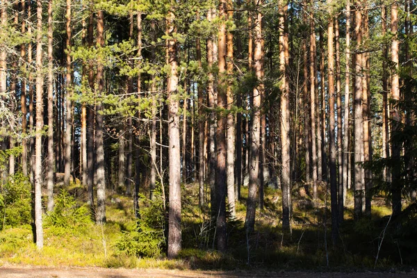 Belle Forêt Pins Février Chaud Finlande — Photo