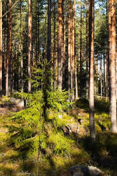 Чудовий Сосновий Ліс Лютому Фінляндія — стокове фото