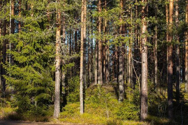 Hermoso Bosque Pinos Cálido Febrero Finlandia — Foto de Stock