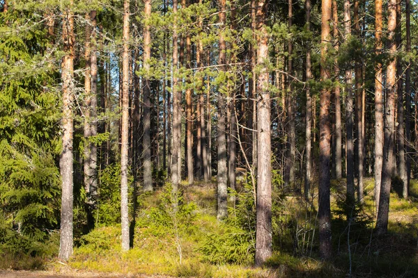 Hermoso Bosque Pinos Cálido Febrero Finlandia — Foto de Stock