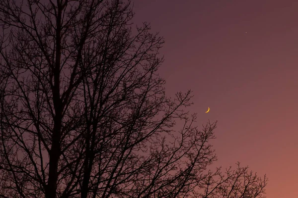 Ciel Crépusculaire Avec Croissant Lune Vénus Silhouette Arbre Après Coucher — Photo