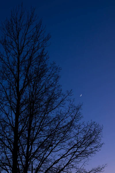 Λυκόφως Ουρανό Ημισέληνο Αφροδίτη Και Δέντρο Σιλουέτα Μετά Ηλιοβασίλεμα — Φωτογραφία Αρχείου