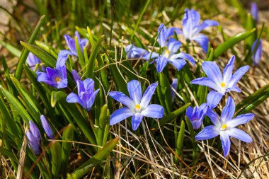 Güneşli bir günde çiçek açan mavi scilla luciliae çiçeklerine yakın çekim. İlk bahar soğanlı bitkileri. Seçici odak.