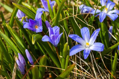 Güneşli bir günde çiçek açan mavi scilla luciliae çiçeklerine yakın çekim. İlk bahar soğanlı bitkileri. Seçici odak.