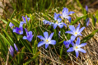 Güneşli bir günde çiçek açan mavi scilla luciliae çiçeklerine yakın çekim. İlk bahar soğanlı bitkileri. Seçici odak.
