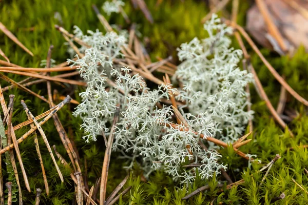 芬兰石上生长驯鹿苔藓的宏观照片 — 图库照片