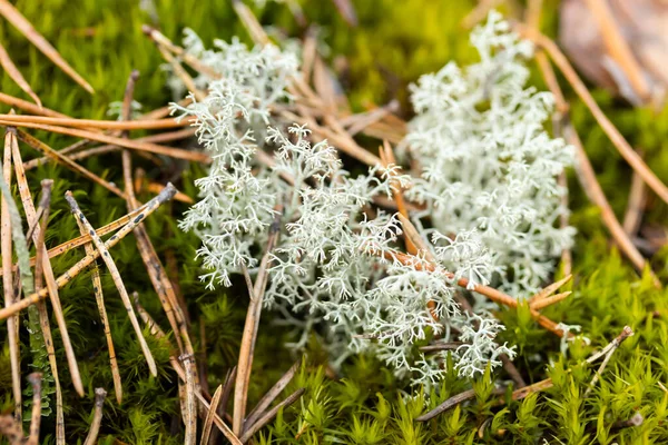 Macro Photo Mousse Renne Poussant Sur Pierre Finlande — Photo