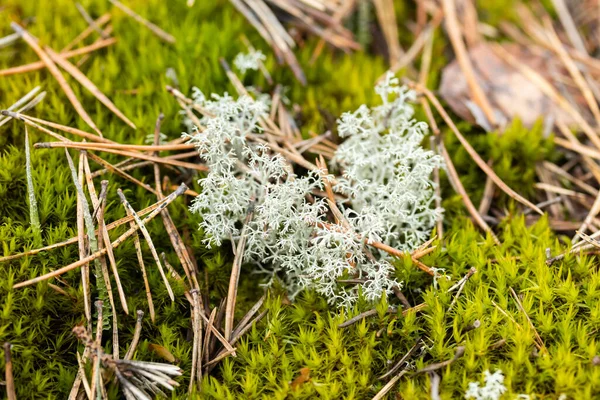 Macro Foto Musgo Rena Crescendo Pedra Finlândia — Fotografia de Stock