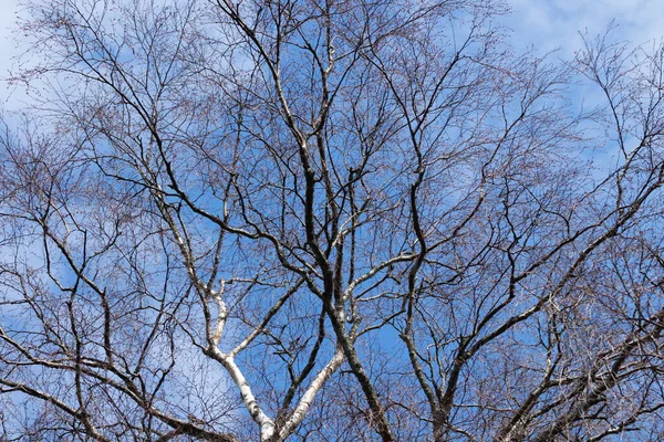 Береза Голая Голубом Небе Весной — стоковое фото