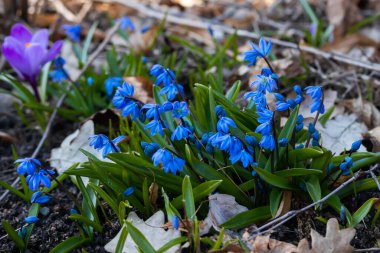 Bahar ormanında mavi scilla. İlk bahar çiçekleri. Seçici odak.