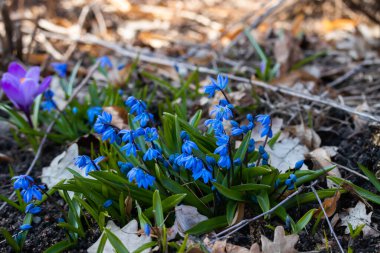 Bahar ormanında mavi scilla. İlk bahar çiçekleri. Seçici odak.