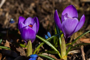 Bahar bahçesinde mor güzel timsahlar. Yumuşak seçici odak.