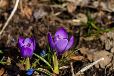 Bahar bahçesinde mor güzel timsahlar. Yumuşak seçici odak.