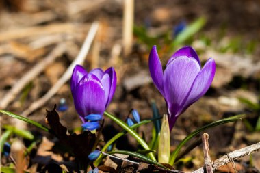 Bahar bahçesinde mor güzel timsahlar. Yumuşak seçici odak.