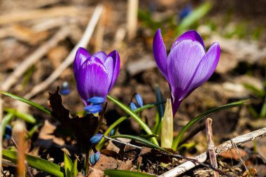 Bahar bahçesinde mor güzel timsahlar. Yumuşak seçici odak.