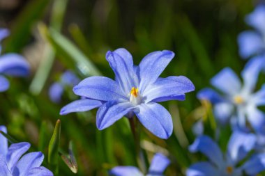 Güneşli bir günde çiçek açan mavi scilla luciliae çiçeklerine yakın çekim. İlk bahar soğanlı bitkileri. Seçici odak.
