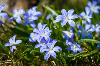 Güneşli bir günde çiçek açan mavi scilla luciliae çiçeklerine yakın çekim. İlk bahar soğanlı bitkileri. Bokeh efektli seçici odak.