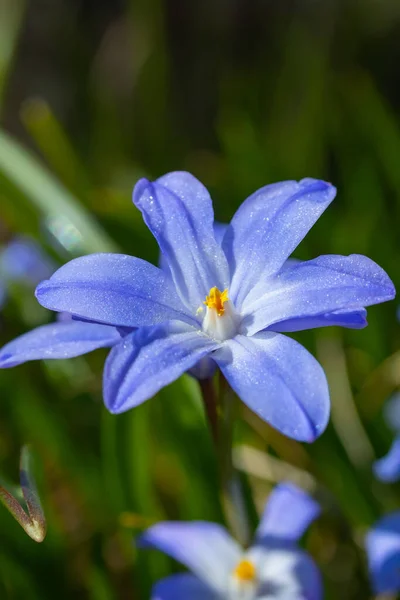 Close Flores Florescendo Azul Scilla Luciliae Dia Ensolarado Primeira Primavera — Fotografia de Stock