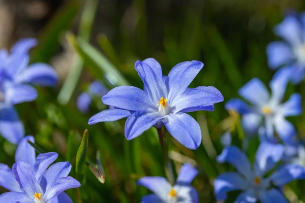 在阳光明媚的日子里 百合花盛开 初春球茎植物 有选择的重点 — 图库照片