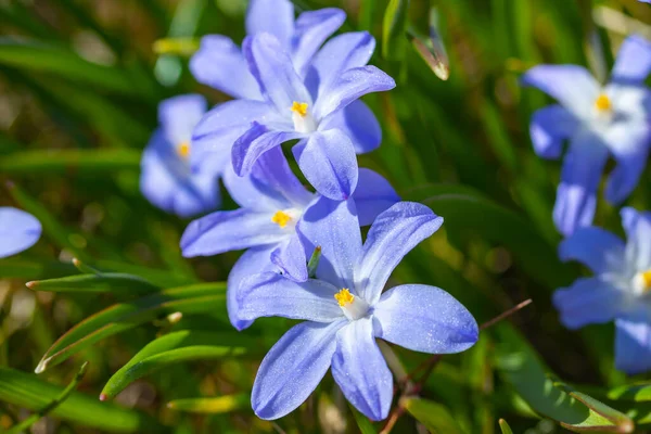 Primer Plano Floración Azul Scilla Luciliae Flores Día Soleado Primeras — Foto de Stock