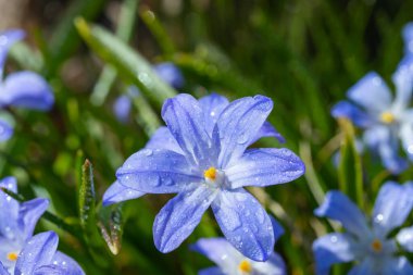 Güneşli bir günde çiçek açan mavi scilla luciliae çiçeklerine yakın çekim. İlk bahar soğanlı bitkileri. Bokeh efektli seçici odak.