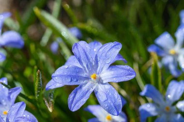 Güneşli bir günde çiçek açan mavi scilla luciliae çiçeklerine yakın çekim. İlk bahar soğanlı bitkileri. Bokeh efektli seçici odak.