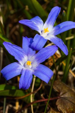 Güneşli bir günde çiçek açan mavi scilla luciliae çiçeklerine yakın çekim. İlk bahar soğanlı bitkileri. Seçici odak.