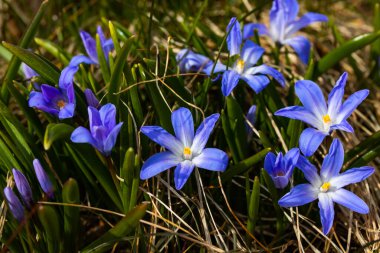 Güneşli bir günde çiçek açan mavi scilla luciliae çiçeklerine yakın çekim. İlk bahar soğanlı bitkileri. Seçici odak.