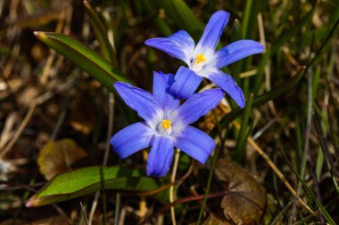 Güneşli bir günde çiçek açan mavi scilla luciliae çiçeklerine yakın çekim. İlk bahar soğanlı bitkileri. Seçici odak.