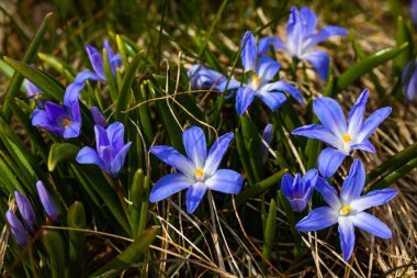 Güneşli bir günde çiçek açan mavi scilla luciliae çiçeklerine yakın çekim. İlk bahar soğanlı bitkileri. Seçici odak.
