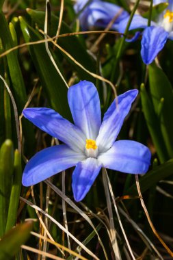 Güneşli bir günde çiçek açan mavi scilla luciliae çiçeklerine yakın çekim. İlk bahar soğanlı bitkileri. Seçici odak.