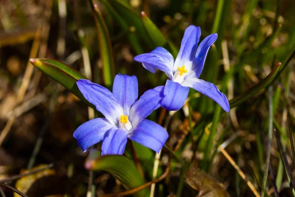 Primer Plano Floración Azul Scilla Luciliae Flores Día Soleado Primeras — Foto de Stock