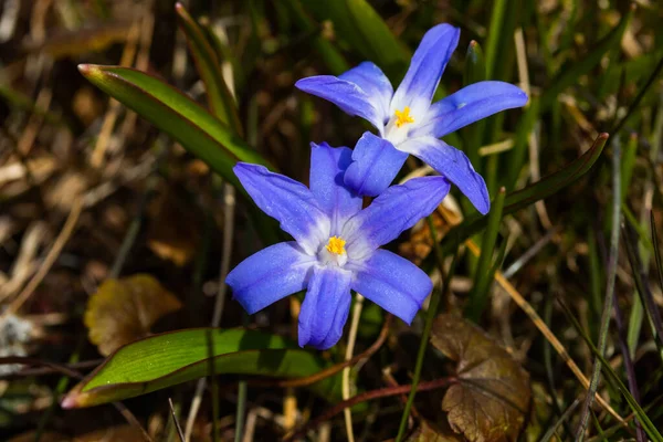 Primer Plano Floración Azul Scilla Luciliae Flores Día Soleado Primeras — Foto de Stock