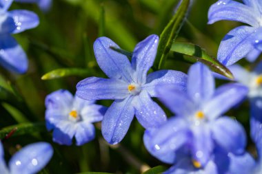 Güneşli bir günde çiçek açan mavi scilla luciliae çiçeklerine yakın çekim. İlk bahar soğanlı bitkileri. Bokeh efektli seçici odak.