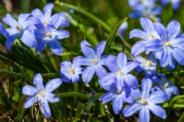 Güneşli bir günde çiçek açan mavi scilla luciliae çiçeklerine yakın çekim. İlk bahar soğanlı bitkileri. Bokeh efektli seçici odak.
