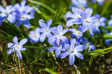 Güneşli bir günde çiçek açan mavi scilla luciliae çiçeklerine yakın çekim. İlk bahar soğanlı bitkileri. Bokeh efektli seçici odak.